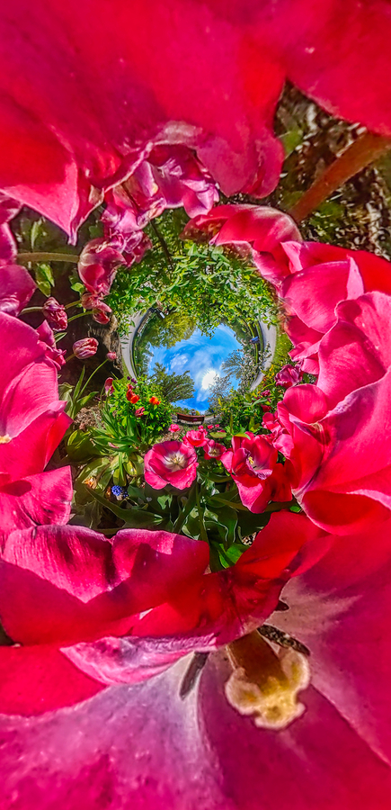 Tulip Tunnel — œuvre circulaire 360° de la collection Fancy Florals